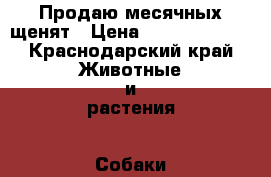 Продаю месячных щенят › Цена ­ 7.0006.000. - Краснодарский край Животные и растения » Собаки   . Краснодарский край